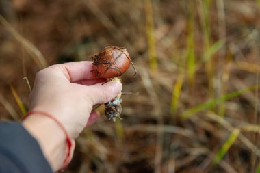 Ormanda mantar topluyor. Seçici odaklanma. Doğa.