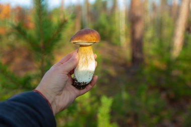 Ormanda mantar topluyor. Seçici odaklanma. Doğa.