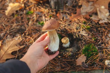 Ormanda mantar topluyor. Seçici odaklanma. Doğa.
