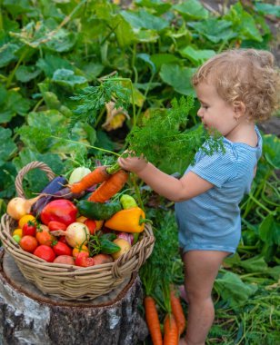 A child with a harvest of vegetables in the garden. Selective focus. Food.