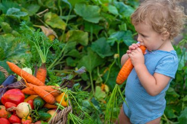 A child with a harvest of vegetables in the garden. Selective focus. Food.