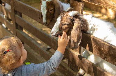 Bir çocuk çiftlikte bir keçiyi besler. Seçici odaklanma. Çocuk.