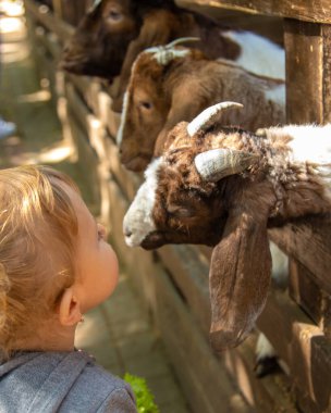 Bir çocuk çiftlikte bir keçiyi besler. Seçici odaklanma. Çocuk.