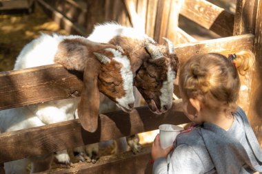 Bir çocuk çiftlikte bir keçiyi besler. Seçici odaklanma. Çocuk.