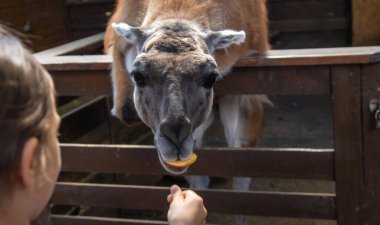Bir çocuk bir çiftlikte lama besler. Seçici odaklanma. hayvan.