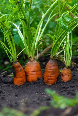 Havuçlar bahçede yetişir. Seçici odaklanma. Yiyecek..