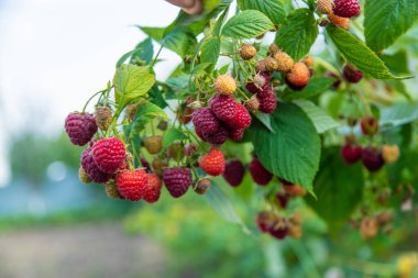 Bahçede ahududu yetişir. Seçici odaklanma. Yiyecek..