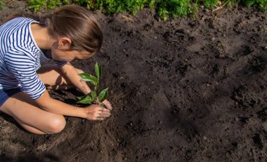 Çocuk bahçeye bir bitki ekiyor. Seçici odaklanma. Çocuk.