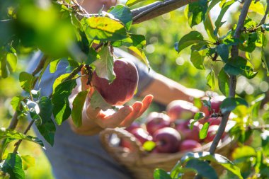 Erkek bir çiftçi elma hasat eder. Seçici odaklanma. Yiyecek..