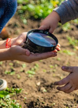 Çocuklar toprağı bir büyüteçle incelerler. Seçici odaklanma. Çocuk.