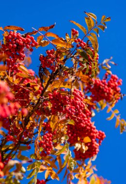 Sonbaharda parkta dağ külleri. Parktayım. Seçici odaklanma. Doğa.