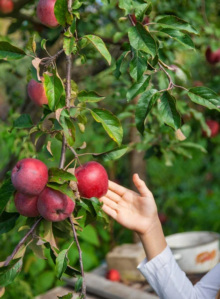 Bir çocuk bahçede elma hasat eder. Seçici odaklanma. Yiyecek..