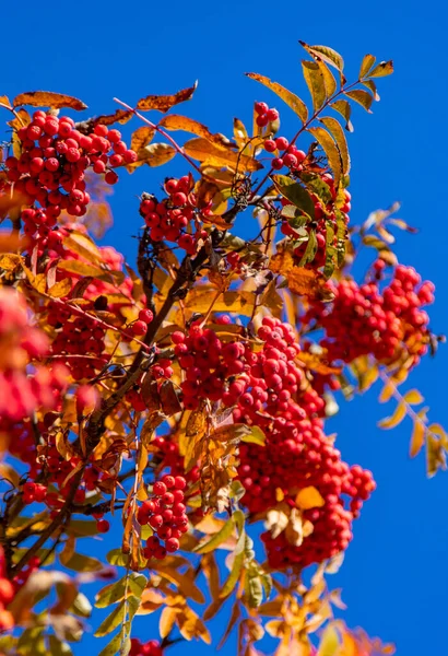 Sonbaharda parkta dağ külleri. Parktayım. Seçici odaklanma. Doğa.