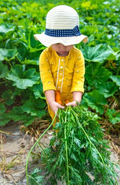 Bahçedeki bir çocuk elinde bir havuç kırıntısı tutuyor. Seçici odaklanma. Çocuk.