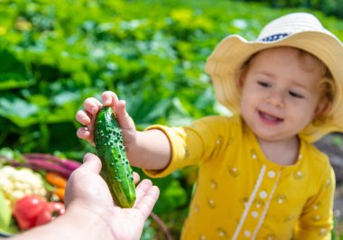 Sebze bahçesindeki çocuk. Seçici odaklanma. Çocuk.