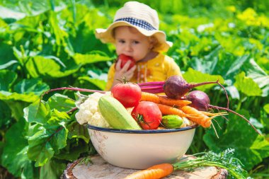 Sebze bahçesindeki çocuk. Seçici odaklanma. Çocuk.