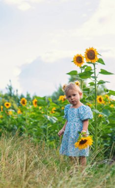 A child in a field of sunflowers. Ukraine. Selective focus. Nature.