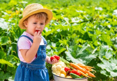 A child with a harvest of vegetables in the garden. Selective focus. Food.