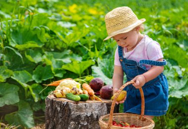 A child with a harvest of vegetables in the garden. Selective focus. Food.