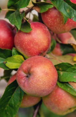Harvest of red apples on a tree in the garden. Selective focus. Food.