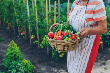 Senior woman harvesting vegetables in the garden. Selective focus. Food.