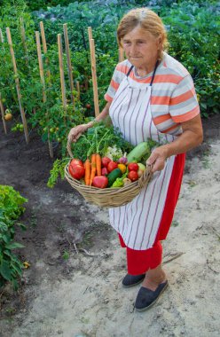 Senior woman harvesting vegetables in the garden. Selective focus. Food.