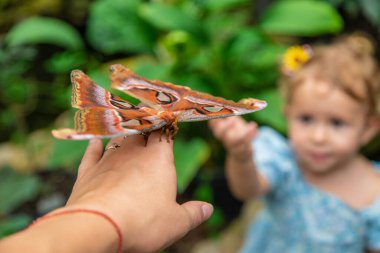 Child holds a butterfly on their hand. Coscinocera hercules. Selective focus. Kid.