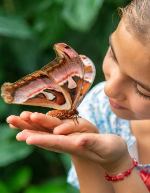 Child holds a butterfly on their hand. Coscinocera hercules. Selective focus. Kid.