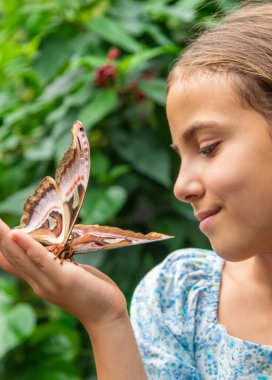 Child holds a butterfly on their hand. Coscinocera hercules. Selective focus. Kid.