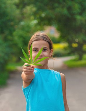 A child with a cannabis leaf in his hands. Selective focus. Nature.