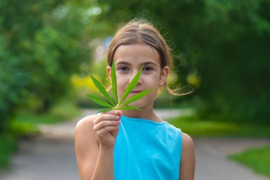 A child with a cannabis leaf in his hands. Selective focus. Nature.