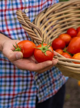 Male farmer harvests tomatoes in the garden. Selective focus. Food.