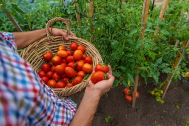 Male farmer harvests tomatoes in the garden. Selective focus. Food.