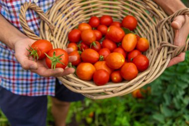 Male farmer harvests tomatoes in the garden. Selective focus. Food.