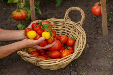 Male farmer harvests tomatoes in the garden. Selective focus. Food.