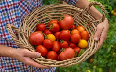 Male farmer harvests tomatoes in the garden. Selective focus. Food.