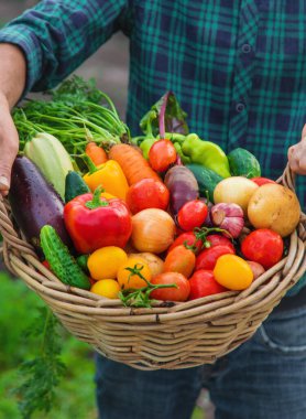 A man with a harvest of vegetables in the garden. Selective focus. Food.
