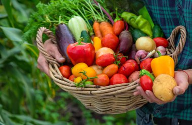 A man with a harvest of vegetables in the garden. Selective focus. Food.