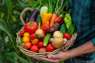 A man with a harvest of vegetables in the garden. Selective focus. Food.