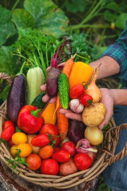A man with a harvest of vegetables in the garden. Selective focus. Food.