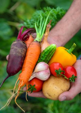 A man with a harvest of vegetables in the garden. Selective focus. Food.