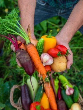 A man with a harvest of vegetables in the garden. Selective focus. Food.