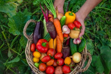 A man with a harvest of vegetables in the garden. Selective focus. Food.