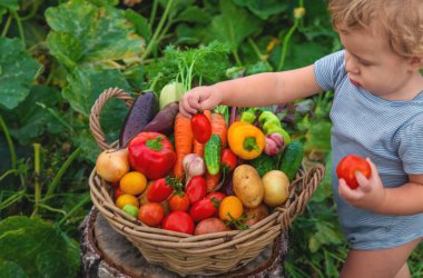 A child with a harvest of vegetables in the garden. Selective focus. Food.