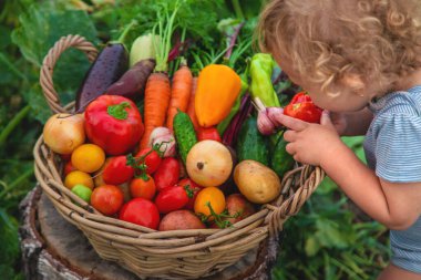 A child with a harvest of vegetables in the garden. Selective focus. Food.