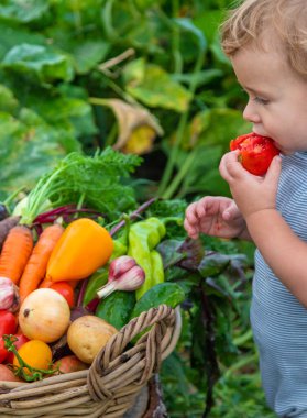 A child with a harvest of vegetables in the garden. Selective focus. Food.