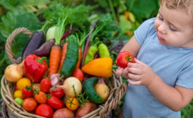 A child with a harvest of vegetables in the garden. Selective focus. Food.