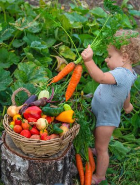 A child with a harvest of vegetables in the garden. Selective focus. Food.