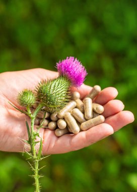 Doğada süt devedikeni takviyeleri. Seçici odaklanma. Doğa.