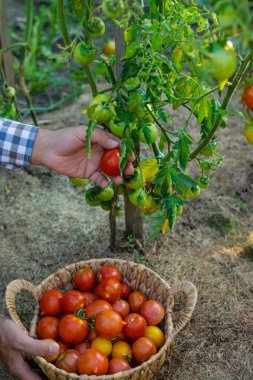 Bir çiftçi bahçesinde domates hasadı tutar. Seçici odaklanma. Yiyecek..